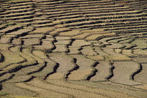 Terraced rice fields in winter, some of which are partially harvested, Madagascar
