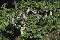 Ylang-ylang (Cananga odorata) tree, Madagascar