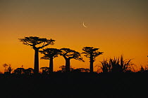 Grandidier's Baobab (Adansonia grandidieri) trees and moon, Madagascar