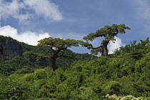 Baobab (Adansonia sp) trees, French Mountain, Madagascar