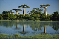 Baobab (Adansonia sp) trees reflected in wetlands, Morondava, Madagascar