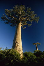 Grandidier's Baobab (Adansonia grandidieri) trees, Madagascar