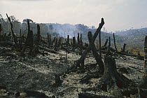 Slash and burn agriculture, where forest is burned to create agricultural land, Madagascar