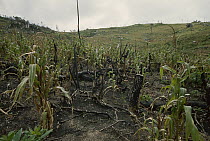 Maize (Zea mays) field, one year after forest was cleared using slash and burn agricultural techniques, Madagascar