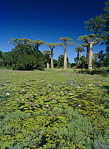 Grandidier's Baobab (Adansonia grandidieri) trees and Water Lilies (Nymphaeaceae), Madagascar