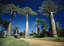 Grandidier's Baobab (Adansonia grandidieri) trees beside road, Madagascar