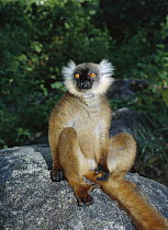 Black Lemur (Lemur macaco) female, vulnerable species, Nosy Komba, Madagascar