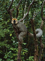 Red-fronted Brown Lemur (Eulemur fulvus rufus) male, Ranomafana National Park, Madagascar
