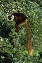 Black Lemur (Lemur macaco) vulnerable primate female climbing, Madagascar
