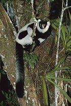 Black and White Ruffed Lemur (Varecia variegata variegata) endangered primate in tree, Madagascar