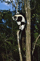 Black and White Ruffed Lemur (Varecia variegata variegata) endangered primate climbing tree, Madagascar