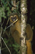 Golden Bamboo Lemur (Hapalemur aureus) critically endangered primate feeding on bamboo, Madagascar