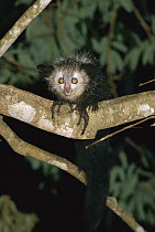 Aye-aye (Daubentonia madagascariensis) endangered lemur on branch, Madagascar