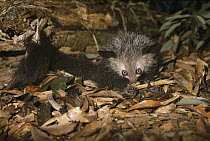 Aye-aye (Daubentonia madagascariensis), Madagascar