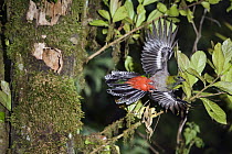 Resplendent Quetzal (Pharomachrus mocinno) female flying, Costa Rica