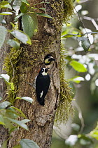 Acorn Woodpecker (Melanerpes formicivorus) pair at nest, Costa Rica