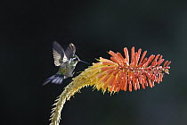 Purple-throated Mountain-gem (Lampornis calolaemus) hummingbird male feeding, Cerro de la Muerte, Costa Rica