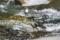 American Dipper (Cinclus mexicanus) with chick foraging, Costa Rica