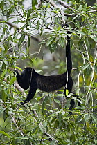 Mantled Howler Monkey (Alouatta palliata) in trees, Braulio Carrillo National Park, Costa Rica