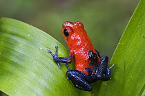 Strawberry Poison Dart Frog (Oophaga pumilio) female carrying tadpoles on her back, Costa Rica