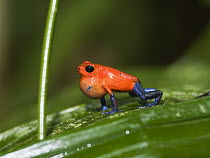Strawberry Poison Dart Frog (Oophaga pumilio) calling, Costa Rica