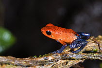 Strawberry Poison Dart Frog (Oophaga pumilio) portrait, Costa Rica