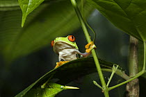 Red-eyed Tree Frog (Agalychnis callidryas) on leaf, Costa Rica