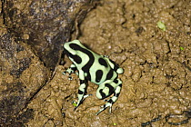 Green and Black Poison Dart Frog (Dendrobates auratus) portrait, Costa Rica