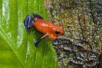 Strawberry Poison Dart Frog (Oophaga pumilio) on leaf, Costa Rica