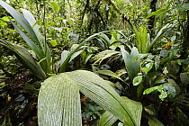 Mountain rainforest, Braulio Carrillo National Park, Costa Rica