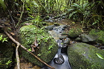 Creek in mountain rainforest, Braulio Carrillo National Park, Costa Rica