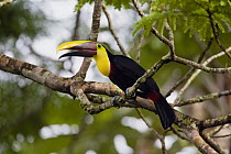 Chestnut-mandibled Toucan (Ramphastos swainsonii) on branch, Costa Rica