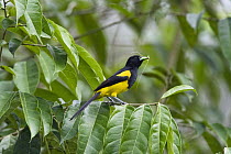 Black-cowled Oriole (Icterus dominicensis) eating insect, Costa Rica