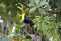 Chestnut-mandibled Toucan (Ramphastos swainsonii) in trees, Costa Rica