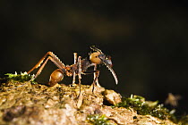 Army Ant (Eciton sp) portrait, La Selva, Costa Rica