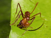 Leafcutter Ant (Atta cephalotes) ant cutting leaf, Costa Rica