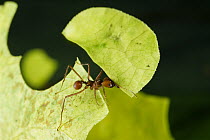 Leafcutter Ant (Atta cephalotes) ant carrying freshly cut leaf, Costa Rica