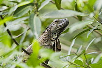 Green Iguana (Iguana iguana) in lowland rainforest, Braulio Carrillo National Park, Costa Rica
