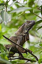 Green Iguana (Iguana iguana) on branches, Braulio Carrillo National Park, Costa Rica