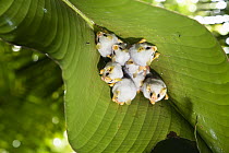 Honduran White Bat (Ectophylla alba) roosting under Heliconia (Heliconia sp) leaf, Braulio Carrillo National Park, Costa Rica