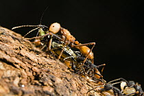 Army Ant (Eciton burchellii) submajor caste, carrying cricket, La Selva, Costa Rica