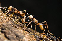 Army Ant (Eciton burchellii) submajor caste, carrying cricket, La Selva, Costa Rica