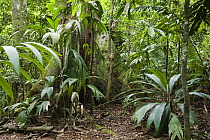 Lowland rainforest, Braulio Carrillo National Park, Costa Rica