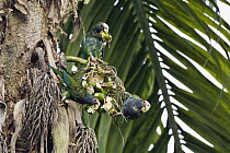White-crowned Parrot (Pionus senilis) group eating palm fruits, Braulio Carrillo National Park, Costa Rica