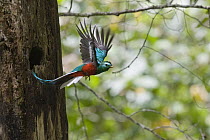 Resplendent Quetzal (Pharomachrus mocinno) male flying, Costa Rica