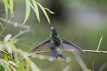 Magnificent Hummingbird (Eugenes fulgens) bathing in the rain, Cerro de la Muerte, Costa Rica