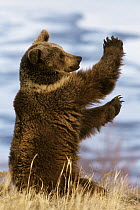 Grizzly Bear (Ursus arctos horribilis) playing, Montana