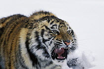Siberian Tiger (Panthera tigris altaica), captive individual in snow snarling, endangered species native to Asia