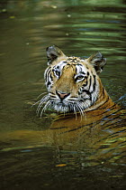Bengal Tiger (Panthera tigris tigris) in water, endangered species native to India