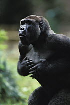 Western Lowland Gorilla (Gorilla gorilla gorilla) male drumming his chest, native to Africa